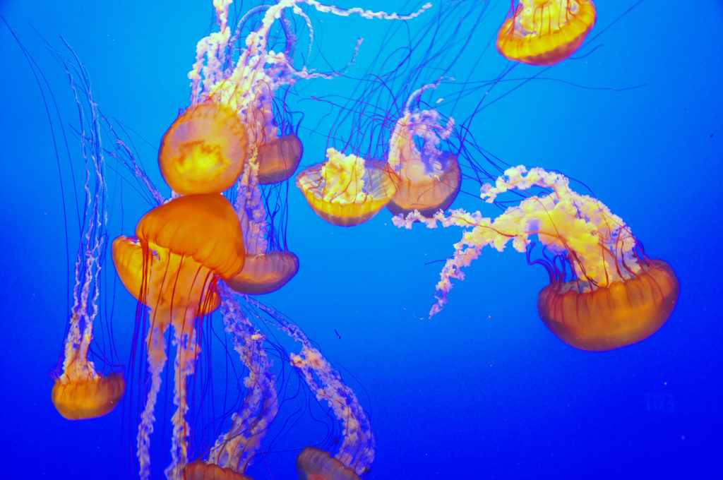 4. Sea nettle jellyfish
