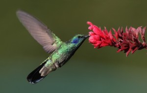 Колибри у цветка 
