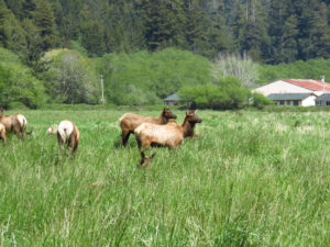 6. Roosevelt Elk