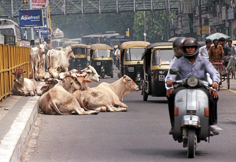 Индия. Священные коровы