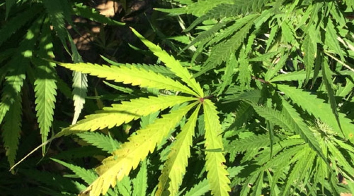 marijuana-from-marijuana-farm