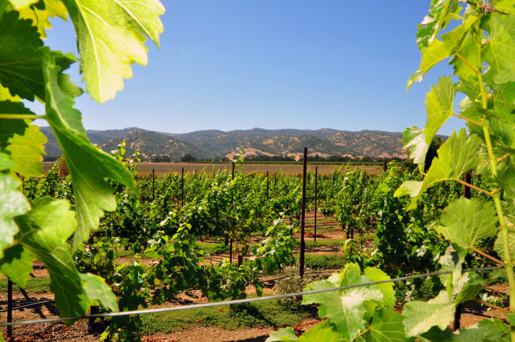 1-yolo-county-vineyards