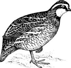 Вирджинская куропатка (Bobwhite) – птица-символ штатов Теннеси и Джорджия 