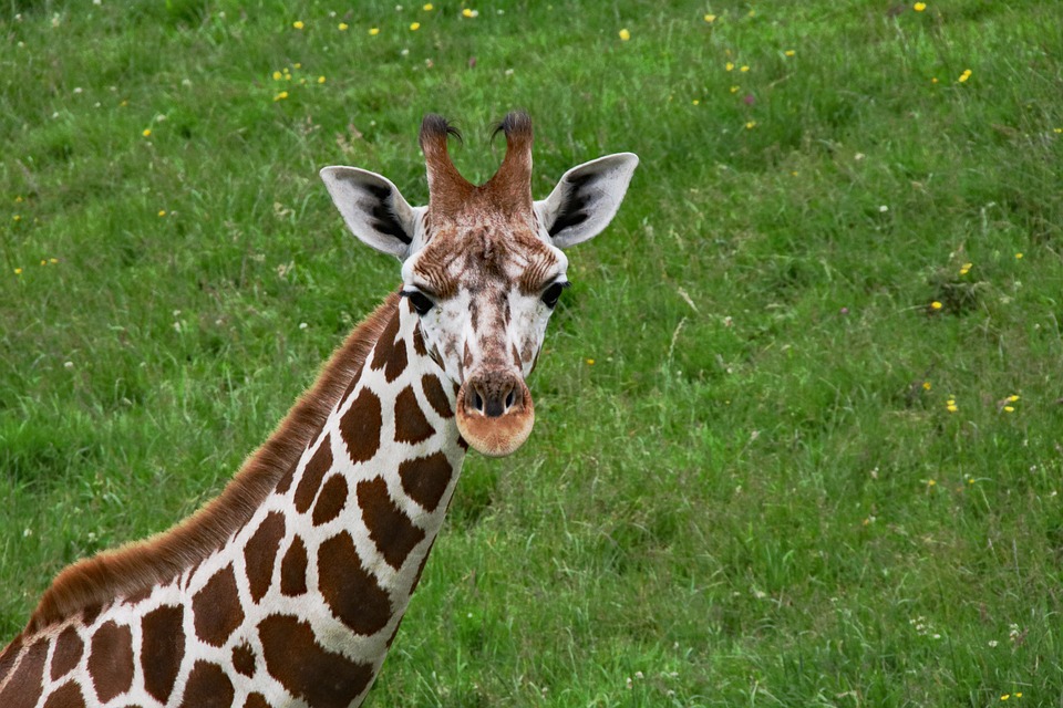 Изысканный жираф 