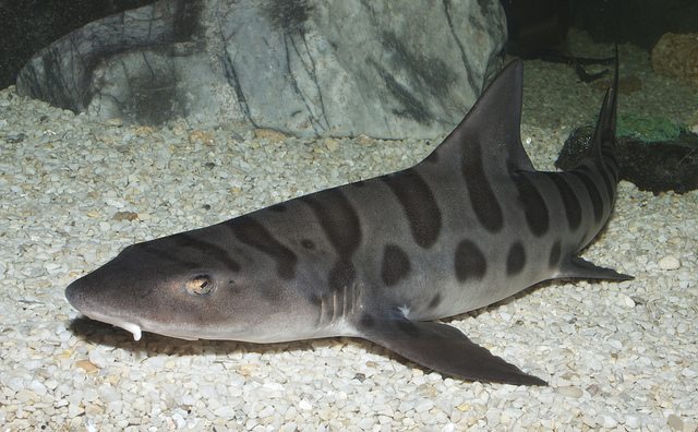 leopard-shark