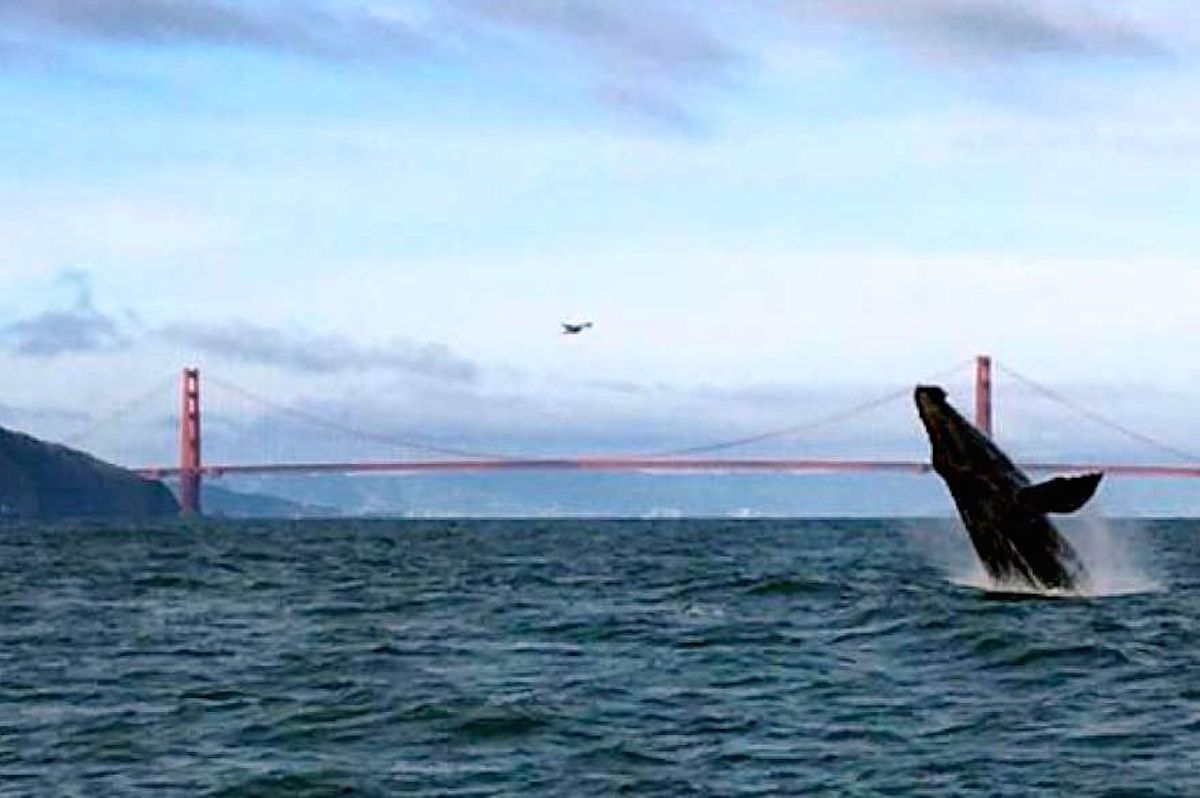 whale-with-golden-gate