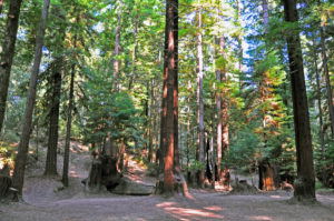 1. Cathedral grove