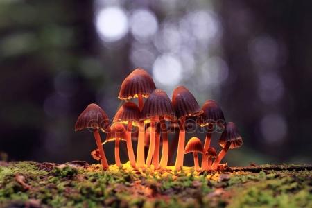 depositphotos_142871957-stock-photo-small-poisonous-mushrooms