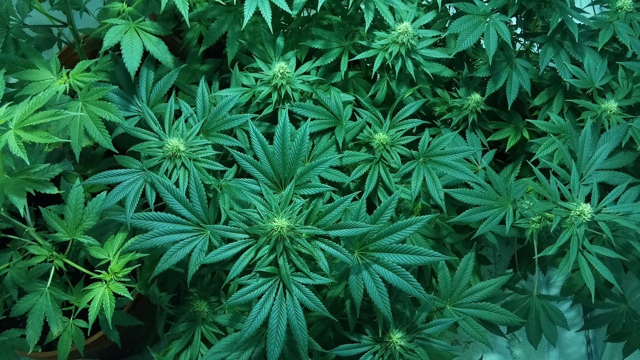 марихуана плантации