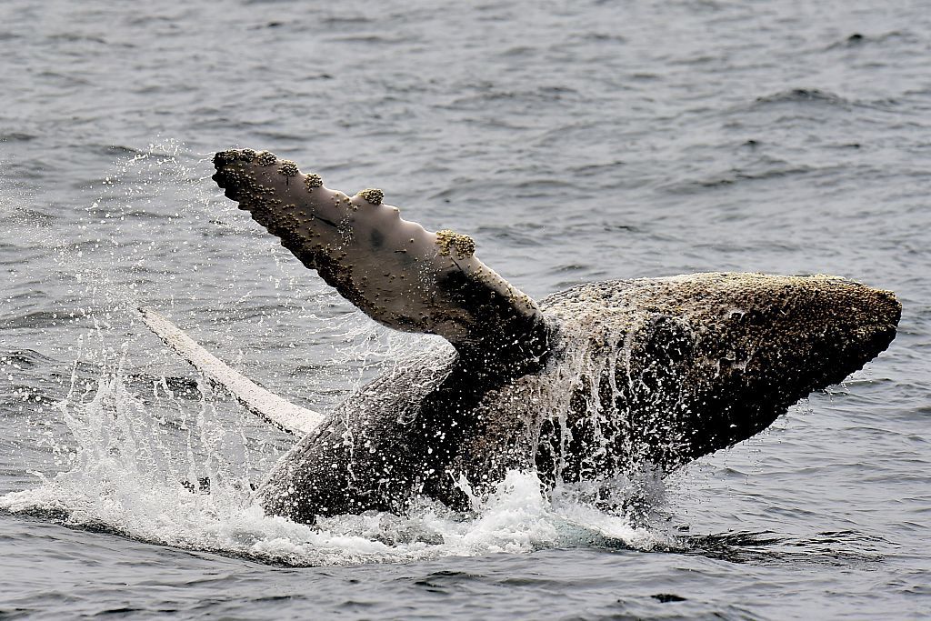 ECUADOR-WHALES-MIGRATION