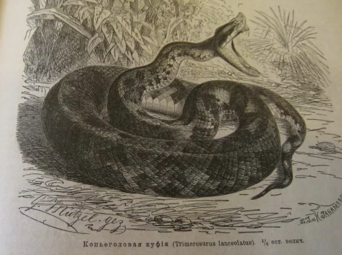 Иллюстрация из книги А. Брема «Жизнь животных» 