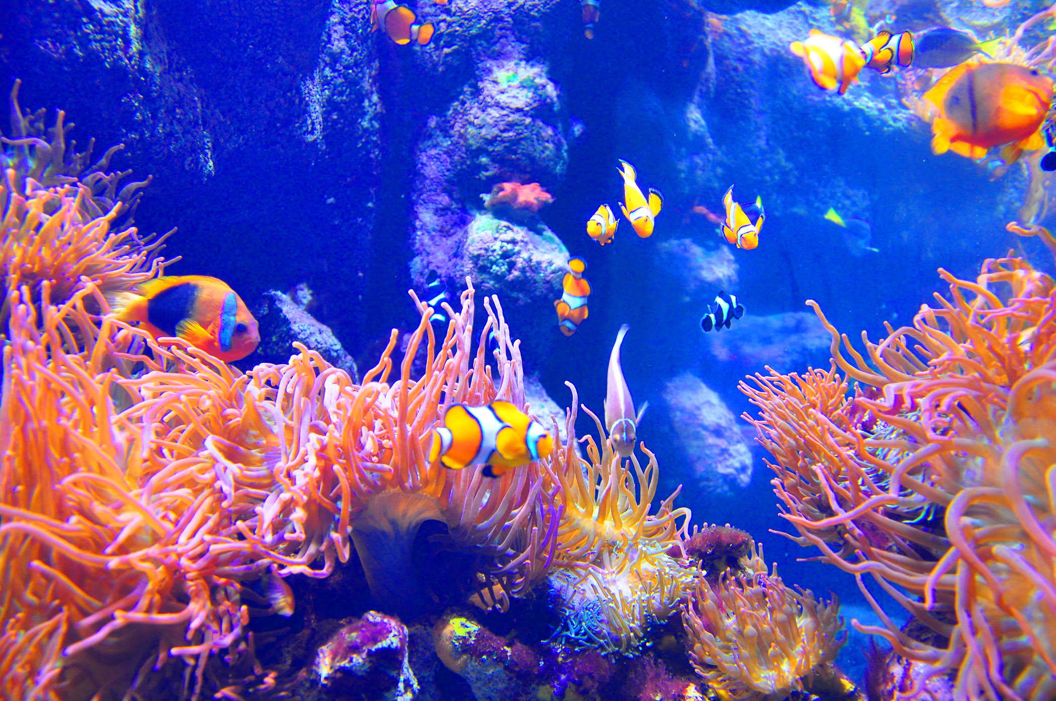6. Aquarium