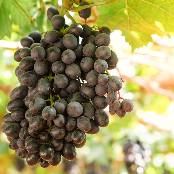 Branches of red wine grapes growing in Italian fields. Close up