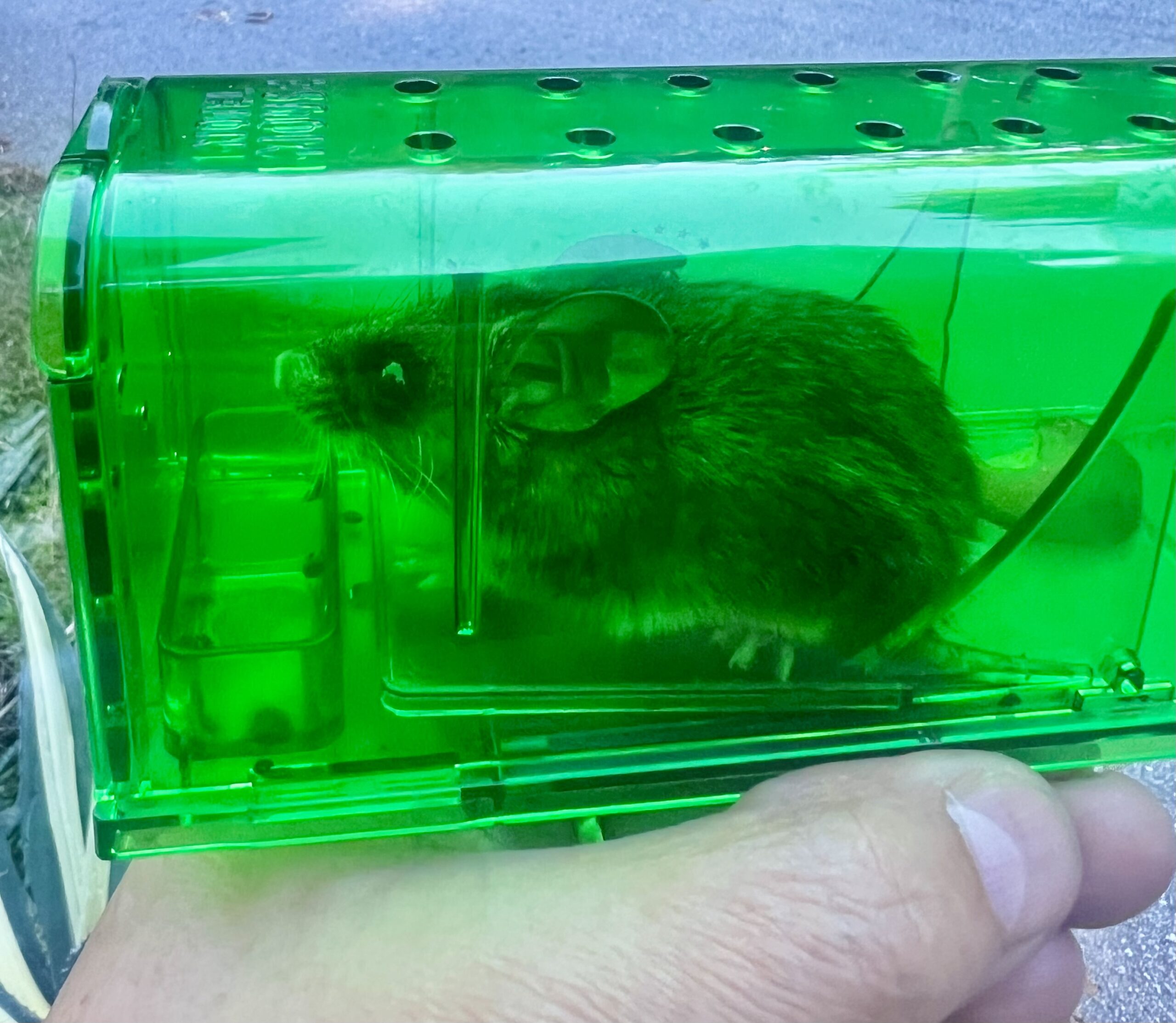 Ночью в осеннем саду