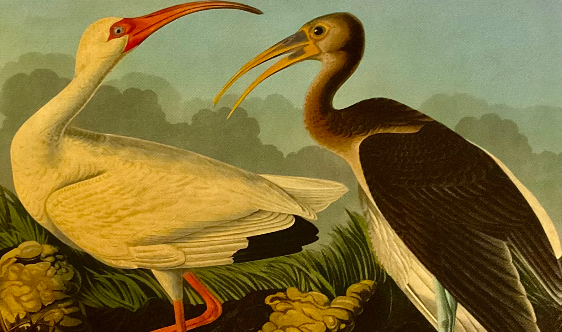 Джеймс Одюбон и птицы Америки